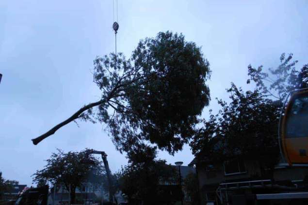 bomen rooien in tilburg